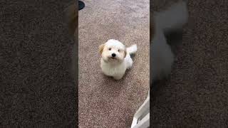 Wagging tail puppy what are you looking for cuteanimals pets cute puppy [upl. by Sydel984]