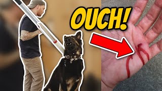 AGGRESSIVE German Shepherd ATTACKS Trainer Aggressive dog training [upl. by Lindo240]