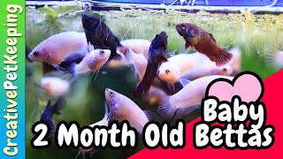 2 Month Old Betta Fry  Baby Bettas [upl. by Takeo]