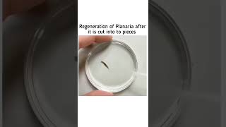 planaria  regeneration प्लेनेरिया  पुनरुद्भवन rahulguptadnaclasses [upl. by Joris439]