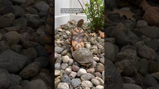 Poor Jelly Bean is annoyed by an amorous Squirtle boxturtle turtle reptiles educationalvideo [upl. by Esimorp]