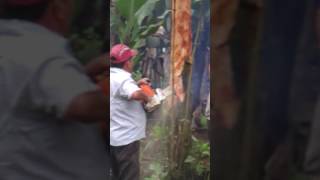 Cinchona Bark Harvesting [upl. by Rosalie]