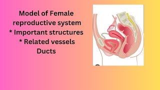 Model of female reproductive systemanatomy models [upl. by Kendal987]