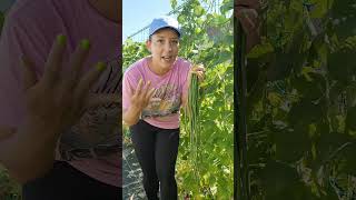 What should I do with all of these yard long beans beans harvest permaculture recipes garden [upl. by Halle]