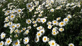 Oxeye Daisy Leucanthemum vulgare Lam Bright White Blooming Flowers  Birdsong [upl. by Assiled]