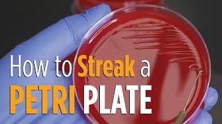 Four Quadrant Streak procedure  How to properly streak a Petri plate for isolated colonies [upl. by Ludvig423]