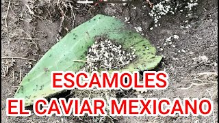 Escamoles Caviar Prehispánico de Mexico [upl. by Powder]