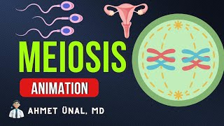 🎬 MEIOSIS ANIMATION  PHASES CELL DIVISION  MEDICAL GENETICS CELL BIOLOGY [upl. by Einavoj655]