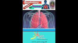 Respiratory system of Humans I Learn about the respiratory system of Human I biology penacademy [upl. by Ettenahc]