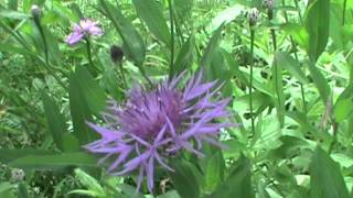 MyNatureapps Identifying Brown Knapweed Centaurea jacea [upl. by Amoihc]