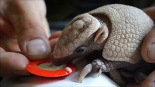 Baby Armadillo Drinks From Tiny Dish at Zoo Wroclaw [upl. by Asilat100]