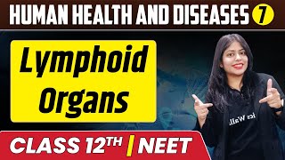 Human Health and Diseases 07  lymphoid organs  Class 12thNEET [upl. by Metts]