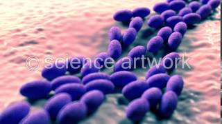 Acetobacter bacteria stock videos by science artwork [upl. by Reivaxe]