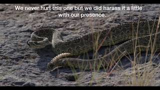 The Prairie Rattlesnake and Why You Should Care [upl. by Rebecca]