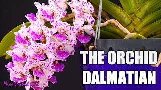 Rhynchostylis gigantea Orchid  Growth habit amp Care tips [upl. by Llehcram52]