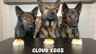 3 German Shepherds Review Foods [upl. by Atiuqram685]