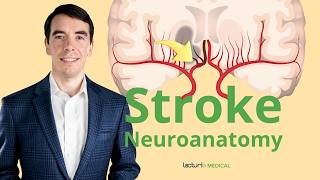 The Neuroanatomy of a Stroke Stroke Syndromes and Location Identification [upl. by Bonina886]