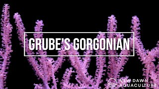 Grubes Gorgonian [upl. by Loise145]