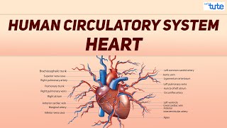 What is Human Circulatory System  Human Heart Circulation System  Biology  Letstute [upl. by Qidas]