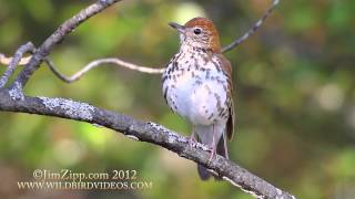 Wood Thrush [upl. by Swanhildas79]