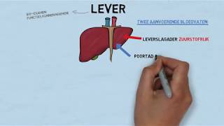 Uitleg examenstof biologie door SSL de lever [upl. by Jere916]