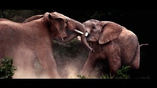 Elephants Fighting Elephant Battles [upl. by Hitchcock179]