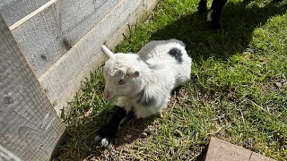 Yorkshire Sculpture Park Baby Animal Farm English Countryside Vlog [upl. by Lebana]