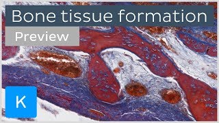 Bone tissue formation ossification and cells preview  Human Histology  Kenhub [upl. by Mansoor]