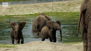 Jonge olifantjes genieten van waterpret en verkoeling [upl. by Serica]