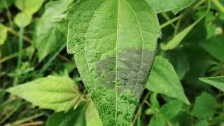 A Fascinating phenomenon in Nature  Heat response of a plant Chromolaena odorata [upl. by Sirac]