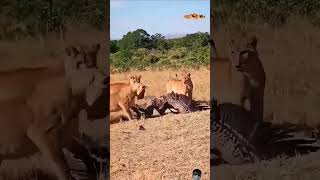 vulture النسر lions shortvideo الاسد السنوريات africanlionsafari africansafari musicgenre [upl. by Aikemaj194]