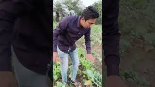 गाजर के साथ कौन सी फसलों की इंटरक्रॉपिंग कर सकते हैं  Intercropping with carrot farming [upl. by Hunter]