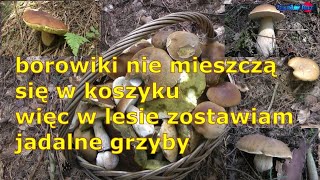 borowiki nie mieszczą się w koszyku więc w lesie zostawiam jadalne grzyby [upl. by Leahicm704]