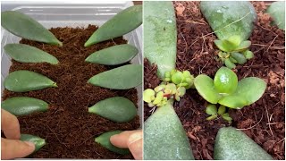 Jade Plant Propagation in Water and Coco Peat [upl. by Nnad]