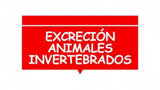 excreción en animales invertebrados [upl. by Anzovin]