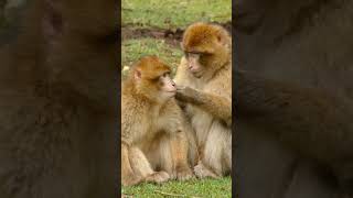 Precious monkey families in nature life monkey family trending love shorts beautiful peace [upl. by Kcirad]