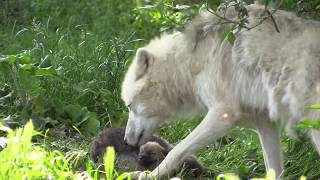 Loups  naissance exceptionnelle de loups arctiques [upl. by Elletsirk]