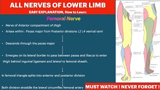 Lower Limb Nerves Anatomy Course Branches Femoral NerveObturator Nerve Sciatic Nerve Tibial Nerve [upl. by Etnuahs]