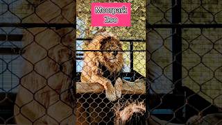 Moorpark Zoo in California ❤️ shorts animals california youtubeshorts [upl. by Kristos796]