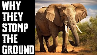 Why Elephants Stomp The Ground When Disturbed [upl. by Anael]