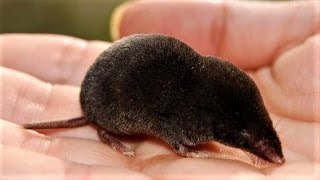 Shrew mouse a small mole [upl. by Idyh]