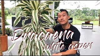 Dracaena Aspen White care and propagation [upl. by Yrrok469]