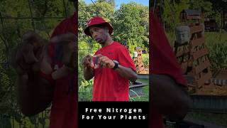 Free Nitrogen For Your Plants garden gardening rhizobium shorts [upl. by Irakuy]