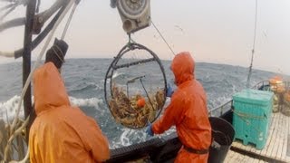 2013 Dungeness Crab Season Part 1 [upl. by Kuster966]