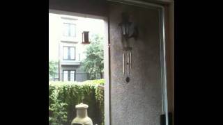 Squirrel climbs straight up a wall to jump a bird feeder [upl. by Nicks388]