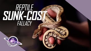 Ball Python SUNKCOST Fallacy  Reptile Business Tips  ballpython snake reptiles [upl. by Durand]