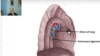 Anatomy of the thorax 2023 Pleura  part 1 by Dr Wahdan [upl. by Misti669]