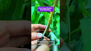 Fruit tree Patch Bud Graftingplants viral shorts short youtubeshorts usa ai youtubeshorts [upl. by Stringer631]