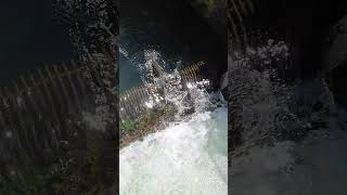 Cowlitz river spring Chinook summer Steelhead fishing [upl. by Odranar]