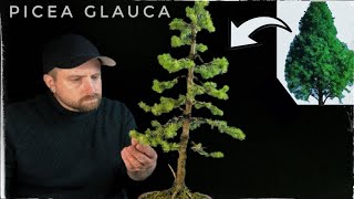 Picea Glauca Spruce The Ultimate Bonsai Adventure  Daisy White [upl. by Fording]